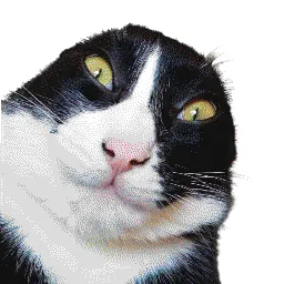Мап-арт: Удивлённый чёрно-белый кот