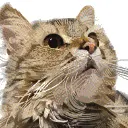 Мап-арт: Кот крупным планом